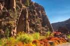 USA, New Mexico, Jemez National Recreation Area. Cliff and red Virginia creepers. Art Print